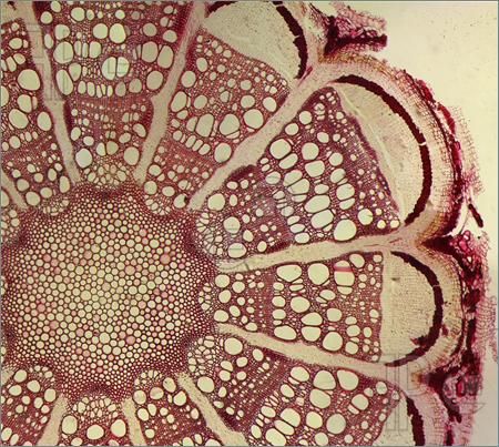 美しい茎・根断面画像まとめ | ねこでもわかる生物学