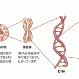 DNA、染色体、ゲノム、遺伝子の違いについて