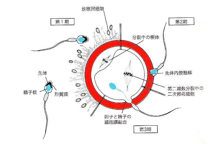 哺乳類の卵の構造と受精過程 バイオハックch