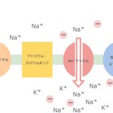カマキリとハエの融合体 鎌を持ったハエ カマバエ バイオハックch