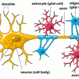 髄鞘と神経鞘、シュワン細胞とオリゴデンドロサイトの違い