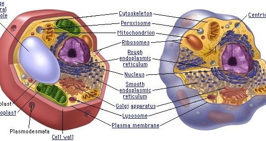 ミドリムシ 細胞小器官