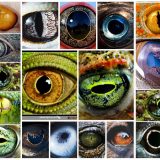 様々な動物の目－カメラ目・単眼・複眼－