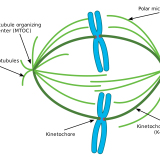 【Q＆A】植物細胞に紡錘体は形成されるのか