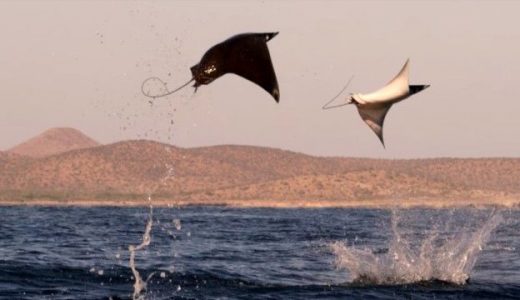 メキシコの海でジャンプしまくるエイの姿がすごい エイは何故飛ぶの バイオハックch