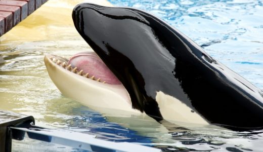 ヒトの言葉を真似るシャチの実音声がすごい バイオハックch