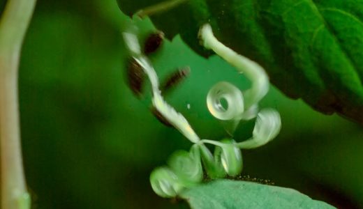 弾ける実を食べようとしたイモムシが種と一緒に吹っ飛ばされる バイオハックch