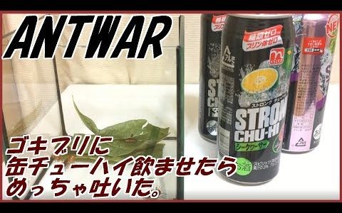 閲覧注意 ゴキブリにアルコール濃度の高いチューハイを与えてみる実験が興味深い バイオハックch