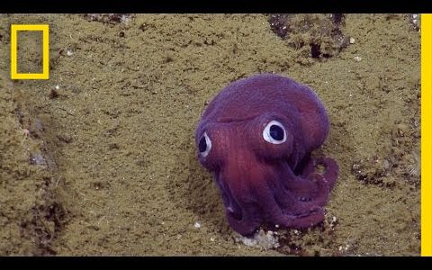 900m海底で見つかったおもちゃのような顔をした謎の生物 タコではなくイカ バイオハックch