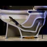 マウス（ネズミ）がトイレの排水管から家内に侵入できることを証明した実験が衝撃的