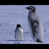 小さなアデリーペンギンが皇帝ペンギンのヒナに喧嘩を売るもあっさり勝ってしまう