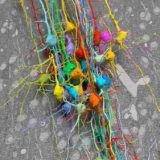 神経細胞の軸索に接する全ての細胞を視覚化してみると超複雑な構造をしていた！