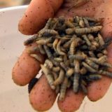【閲覧注意】生ごみをアブの幼虫に食べさせて効率的に処理し、さらに幼虫をニワトリのエサにするというシステムがすごい！