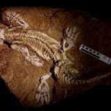 ほぼ完全な形で発掘された「Orobates pabsti」の化石を使ってその歩行パターンの解明に成功