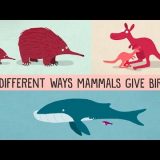 哺乳類に含まれる有胎盤類・有袋類・単孔類って何が違うの？超わかりやすく説明する動画