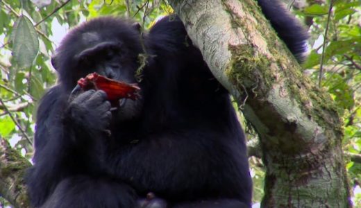 閲覧注意 巨大な群れを持つチンパンジーの集団が敵チンパンジーを殺して食べるという衝撃的事実 カニバリズム バイオハックch