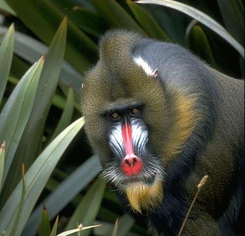 Q A 新世界ザルと旧世界ザルの違いは何 名前の由来は バイオハックch