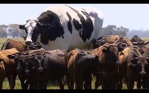 成長ホルモンの過剰分泌によって巨大化したホルスタイン ウシ がデカすぎる バイオハックch