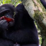 【閲覧注意】巨大な群れを持つチンパンジーの集団が敵チンパンジーを殺して食べるという衝撃的事実【カニバリズム】