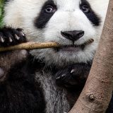 【Q＆A】パンダはササや竹しか食べないの？草食動物？それとも雑食動物？