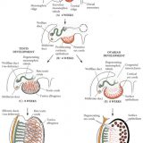 精子の形成－始原生殖細胞から精子の変態まで－