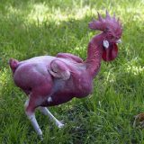 品種改良の末に作られた羽毛なしのニワトリ「Featherless chicken」が不気味