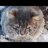 心臓が胸骨よりも下の位置にずれているため拍動がもろに見ることができる女の子