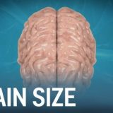 ヒトの脳と様々な生き物の脳の大きさを比較してみた
