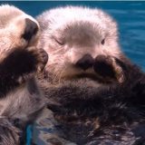 悲劇だが可愛い！海藻で体を固定できない水族館のラッコがお互いの手を握り合って眠る