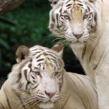 【Q＆A】動物園で見かける目が黒いホワイトライオン・ホワイトタイガーはアルビノ？