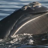 【Q＆A】ヒゲクジラのひげは何が発達してできたもの？
