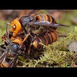 スズメバチ vs スズメバチ。２つのコロニー間での戦争