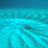 海底にミステリーサークルを作るとても不思議なフグの映像