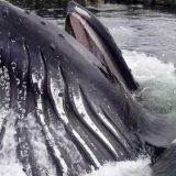 ザトウクジラが船着き場に超接近した場所で捕食活動を始める
