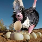 地球上に生存する中で一番大きな卵を産むダチョウの産卵映像
