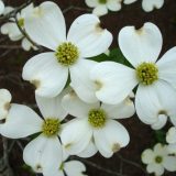 【Q＆A】ハナミズキの花の白い部分は花びらではないって本当？
