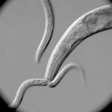 線虫(P. pacificus)が線虫（C. elegans)を食べる様子を撮影してみた