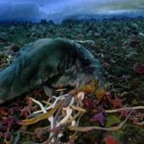 【閲覧注意】海底に沈んだアザラシの死体がウニやヒトデなどに食べられていく様子を撮影してみた