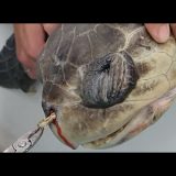 【閲覧注意】10cmのプラスチックストローが鼻に入ってしまったウミガメを救出した