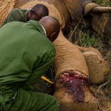 【閲覧注意】密猟者の罠にかかってしまった象を麻酔で眠らせて救出する