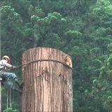 全長60mの巨大な杉を熟練の技術で伐採していく様子を撮影してみた