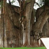 【Q＆A】世界で一番太い木「メキシコヌマスギ（トゥーレの木）」ってどんな木？