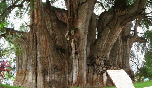 Q A 世界で一番太い木 メキシコヌマスギ トゥーレの木 ってどんな木 バイオハックch