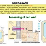 オーキシンによる細胞の成長：酸成長説