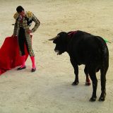 【Q＆A】スペイン闘牛のウシはどうして赤いマントに興奮して突進するの？