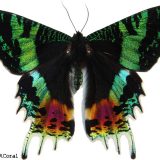 【Q＆A】美しすぎるニシキオオツバメガは蝶？それとも蛾？