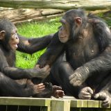 【Q＆A】ゴリラと違ってなぜチンパンジーのオスはメスとの体格差が少ないの？