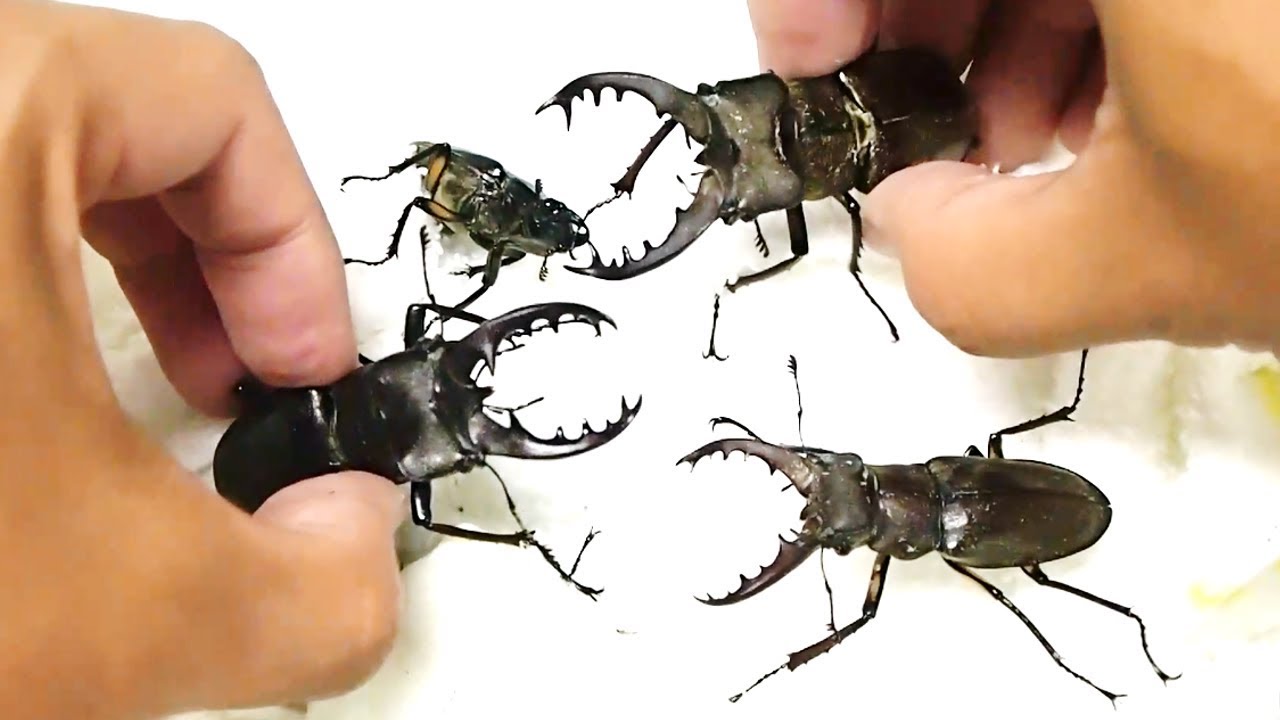 カブトムシ クワガタ ライトトラップの作り方 バイオハックch