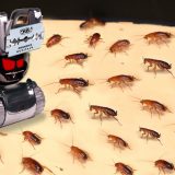 1000匹のゴキブリ相手にロボットが剃刀の刃を振り下ろしまくる狂気映像