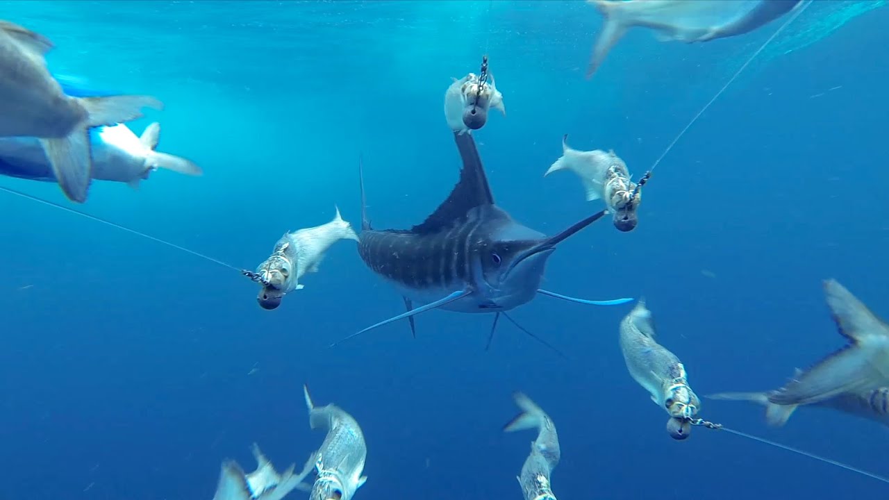 エサの魚を船で引っ張っていたらカジキが追いかけてきた映像 バイオハックch